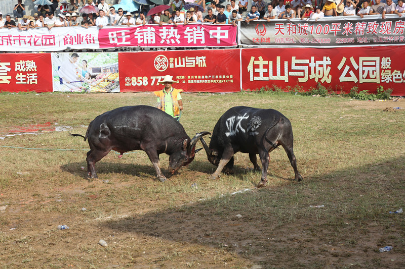 凱里斗牛新篇章，傳統(tǒng)與現(xiàn)代的完美融合