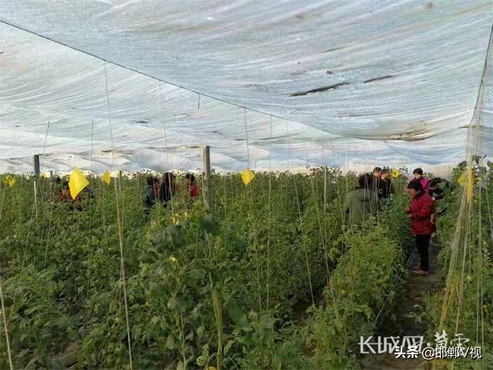 邯鄲大蒜價格最新行情及分析報告